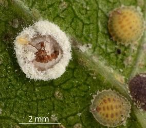 Peppercorn scale, Epelidochiton piperis (Hemiptera: Coccidae), on underside of leaf of Puriri, Vitex lucens (Labiatae) infested with a white fungus. Creator: Nicholas A. Martin. © Plant & Food Research. [Image: 2MSK]