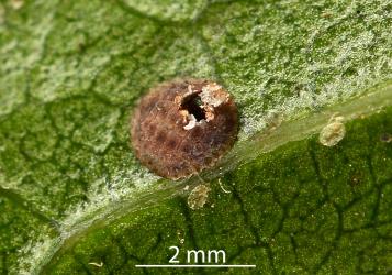 Female Peppercorn scale, Epelidochiton piperis (Hemiptera: Coccidae), exit hole made by an adult parasitic wasp (Hymenoptera). Creator: Nicholas A. Martin. © Plant & Food Research. [Image: 2MSL]