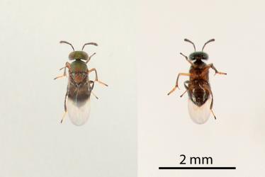 Two images of a parasitic wasp (Hymenoptera) from a male Peppercorn scale, Epelidochiton piperis (Hemiptera: Coccidae): upper side (left) underside (right). Creator: Nicholas A. Martin. © Plant & Food Research. [Image: 2MSM]