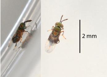 Two images of a parasitic wasp (Hymenoptera) from a male Peppercorn scale, Epelidochiton piperis (Hemiptera: Coccidae): side view (left) upper side (right). Creator: Nicholas A. Martin. © Plant & Food Research. [Image: 2MSN]