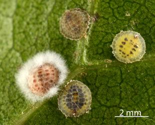 Peppercorn scale, Epelidochiton piperis (Hemiptera: Coccidae), on underside of a leaf of Karaka, Corynocarpus laevigatus (Corynocarpaceae) infested with a white fungus. Creator: Nicholas A. Martin. © Plant & Food Research. [Image: 2MSP]