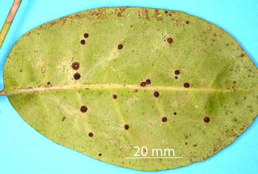 Peppercorn scale, Epelidochiton piperis (Hemiptera: Coccidae), killed by the brown fungus, Tompetchia webberi (Fungi: Ascomycota) on underside of a leaf of Kohekohe, Dysoxylum spectabile (Meliaceae). Creator: Nicholas A. Martin. © Plant & Food Research. [Image: 2MSQ]