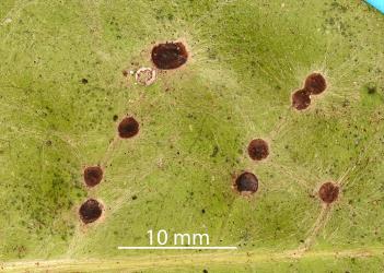 Peppercorn scale, Epelidochiton piperis (Hemiptera: Coccidae), killed by the brown fungus, Tompetchia webberi (Fungi: Ascomycota) on underside of a leaf of Kohekohe, Dysoxylum spectabile (Meliaceae). Creator: Nicholas A. Martin. © Plant & Food Research. [Image: 2MSR]