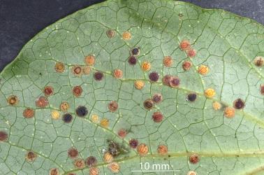 Peppercorn scale, Epelidochiton piperis (Hemiptera: Coccidae), on underside of a leaf of Kawakawa, Piper excelsum (Piperaceae). Creator: Nicholas A. Martin. © Plant & Food Research. [Image: 2MST]