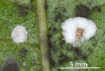 Peppercorn scale, Epelidochiton piperis (Hemiptera: Coccidae), on underside of leaf of Puriri, Vitex lucens (Labiatae) infested with a white fungus. Creator: Nicholas A. Martin. © Plant & Food Research. [Image: 2MSV]