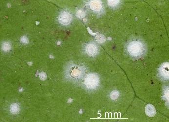 Peppercorn scale, Epelidochiton piperis (Hemiptera: Coccidae), on underside of leaf of Karaka, Corynocarpus laevigatus (Corynocarpaceae) killed by a white fungus. Creator: Nicholas A. Martin. © Plant & Food Research. [Image: 2MSW]