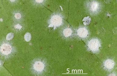 Peppercorn scale, Epelidochiton piperis (Hemiptera: Coccidae), on underside of a leaf of Karaka, Corynocarpus laevigatus (Corynocarpaceae) killed by a white fungus. Creator: Nicholas A. Martin. © Plant & Food Research. [Image: 2MSX]