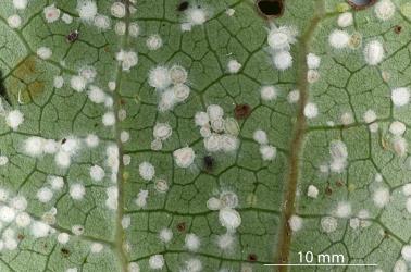 Peppercorn scale, Epelidochiton piperis (Hemiptera: Coccidae), on underside of a leaf of Kawakawa, Piper excelsum (Piperaceae) killed by a white fungus. Creator: Nicholas A. Martin. © Plant & Food Research. [Image: 2MSY]