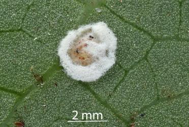 Peppercorn scale, Epelidochiton piperis (Hemiptera: Coccidae), on underside of a leaf of Karaka, Corynocarpus laevigatus (Corynocarpaceae) infested with a white fungus. Creator: Nicholas A. Martin. © Plant & Food Research. [Image: 2MSZ]