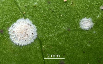 Peppercorn scale, Epelidochiton piperis (Hemiptera: Coccidae), on underside of a leaf of Karaka, Corynocarpus laevigatus (Corynocarpaceae) killed by a white fungus. Creator: Nicholas A. Martin. © Plant & Food Research. [Image: 2MT0]