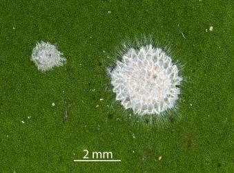 Peppercorn scale, Epelidochiton piperis (Hemiptera: Coccidae), on underside of a leaf of Karaka, Corynocarpus laevigatus (Corynocarpaceae) killed by a white fungus. Creator: Nicholas A. Martin. © Plant & Food Research. [Image: 2MT1]