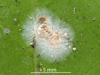 Peppercorn scale, Epelidochiton piperis (Hemiptera: Coccidae), on underside of leaf of Karaka, Corynocarpus laevigatus (Corynocarpaceae) killed by a white fungus. Creator: Nicholas A. Martin. © Plant & Food Research. [Image: 2MT2]