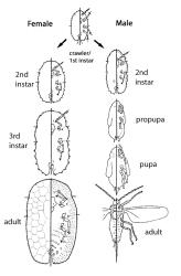 Lifecycle of a soft scale, Coccidae (Hemiptera). The male propupae and pupa live under the male second instar cover. In this example there are three nymphal stages before the adult female. Creator: Nicholas A. Martin. © Diagram adapted from Figure 2 in Hodgson C.J. and Henderson R.C. 2000. Fauna of New Zealand. 41. [Image: 2MT3]