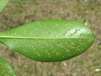 Peppercorn scale, Epelidochiton piperis (Hemiptera: Coccidae), on underside of a leaf of Karaka, Corynocarpus laevigatus (Corynocarpaceae). Creator: Nicholas A. Martin. © Nicholas A. Martin. [Image: 2MT4]