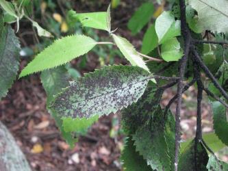 Lacebark, Hoheria populnea, (Malvaceae) leaves with sooty mould growing on the honeydew on the upper side of a leaf and Peppercorn scale, Epelidochiton piperis (Hemiptera: Coccidae), on the underside of leaves. Creator: Nicholas A. Martin. © Nicholas A. Martin. [Image: 2MT5]