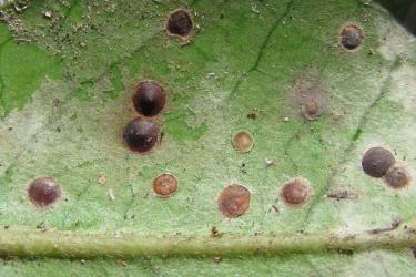 Peppercorn scale, Epelidochiton piperis (Hemiptera: Coccidae), some of which have been killed by the brown fungus, Tompetchia webberi (Fungi: Ascomycota), on underside of a leaf of Pigeonwood, Hedycarya arborea (Monimiaceae). Creator: Nicholas A. Martin. © Nicholas A. Martin. [Image: 2MT6]