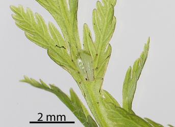 Wingless female of Lily aphid, Neomyzus circumflexus (Hemiptera: Aphididae) on frond of Single crepe fern, Leptopteris hymenophylloides (Osmundaceae). Creator: Tim Holmes. © Plant & Food Research. [Image: 2MTV]