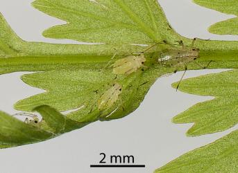 Wingless female and nymphs of Lily aphid, Neomyzus circumflexus (Hemiptera: Aphididae) on frond of Single crepe fern, Leptopteris hymenophylloides (Osmundaceae): note the wing buds on the two nymphs. Creator: Tim Holmes. © Plant & Food Research. [Image: 2MTW]