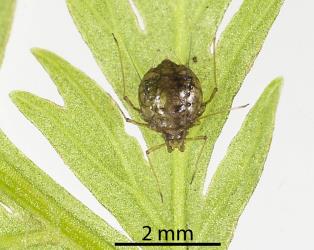 Mummified Lily aphid, Neomyzus circumflexus (Hemiptera: Aphididae) on frond of Single crepe fern, Leptopteris hymenophylloides (Osmundaceae). Creator: Tim Holmes. © Plant & Food Research. [Image: 2MU5]