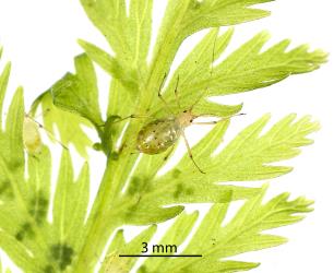 Wingless female Lily aphid, Neomyzus circumflexus (Hemiptera: Aphididae) on frond of Single crepe fern, Leptopteris hymenophylloides (Osmundaceae). Creator: Tim Holmes. © Plant & Food Research. [Image: 2MU6]