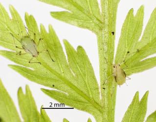 Nymphs of Lily aphid, Neomyzus circumflexus (Hemiptera: Aphididae) on frond of Single crepe fern, Leptopteris hymenophylloides (Osmundaceae): note the wing buds on the nymphs. Creator: Tim Holmes. © Plant & Food Research. [Image: 2MU7]