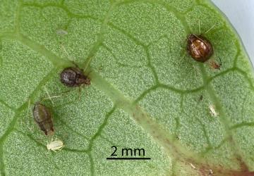 Mumified Lily aphids, Neomyzus circumflexus (Hemiptera: Aphididae) on the underside of a leaf of Kawakawa, Piper excelsum (Piperaceae): note the two kinds of mummies. Creator: Nicholas A. Martin. © Plant & Food Research. [Image: 2MUA]