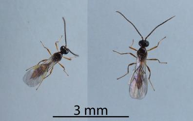 Two kinds of adult parasitoid waps (Hymenoptera) reared from mummified Lily aphids, Neomyzus circumflexus (Hemiptera: Aphididae). Creator: Nicholas A. Martin. © Plant & Food Research. [Image: 2MUD]