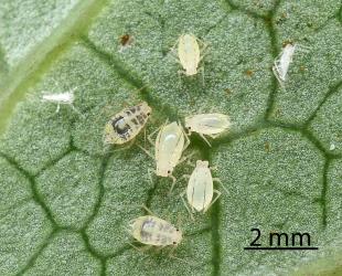 Nymphs and wingless adult females of Lily aphid, Neomyzus circumflexus (Hemiptera: Aphididae) on underside of leaf of Kawakawa, Piper excelsum (Piperaceae). Creator: Nicholas A. Martin. © Plant & Food Research. [Image: 2MUE]