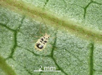Wingless adult female Lily aphid, Neomyzus circumflexus (Hemiptera: Aphididae) on underside of leaf of Kawakawa, Piper excelsum (Piperaceae). Creator: Nicholas A. Martin. © Plant & Food Research. [Image: 2MUF]