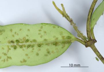 Wingless adult females and nymphs of Lily aphid, Neomyzus circumflexus (Hemiptera: Aphididae) on underside of leaf of New Zealand jasmine, Parsonsia heterophylla (Apocynaceae). Creator: Nicholas A. Martin. © Plant & Food Research. [Image: 2MUJ]