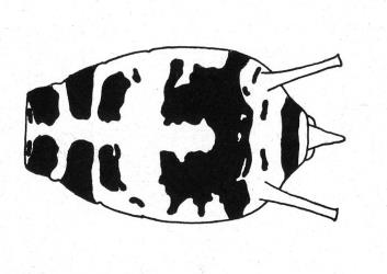 Drawing of the abdomen of a wingless female Lily aphid, Neomyzus circumflexus (Hemiptera: Aphididae). Creator: W. Cottier. © Image from figure 60 drawn by W. Cottier in 1953 in Aphids of New Zealand published by the N.Z. Department of Scientific and Industrial Research Bulletin volume 106. [Image: 2MUL]