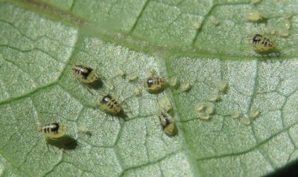 Wingless adult females and nymphs of Lily aphid, Neomyzus circumflexus (Hemiptera: Aphididae) on underside of leaf of Kawakawa, Piper excelsum (Piperaceae). Creator: Nicholas A. Martin. © Nicholas A. Martin. [Image: 2MUN]