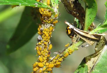 Adult Variable ladybird,  Coelophora inaequalis  (Coleoptera: Coccinellidae) in a colony of Oleander aphids, Aphis nerii (Hemiptera: Aphididae) on leaf of a Swan plant Gomphocarpus fruticosus (Apocynaceae). © All rights reserved. [Image: 2MW4]