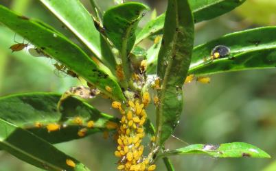 Adult Yellow shouldered ladybird, Apolinus lividigaster (Coleoptera: Coccinellidae) in a colony of Oleander aphids, Aphis nerii (Hemiptera: Aphididae) on leaf of a Swan plant Gomphocarpus fruticosus (Apocynaceae). Creator: Nicholas A. Martin. © Plant & Food Research. [Image: 2MW5]