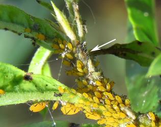 Larva (arrow) of Yellow shouldered ladybird, Apolinus lividigaster (Coleoptera: Coccinellidae) in a colony of Oleander aphids, Aphis nerii (Hemiptera: Aphididae) on leaf of a Swan plant Gomphocarpus fruticosus (Apocynaceae). Creator: Nicholas A. Martin. © Plant & Food Research. [Image: 2MW6]