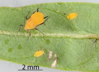 Nymphs of Oleander aphid, Aphis nerii (Hemiptera: Aphididae) on leaf of a Swan plant Gomphocarpus fruticosus (Apocynaceae): note the dark wing buds on the largest nymph. Creator: Nicholas A. Martin. © Plant & Food Research. [Image: 2MW7]