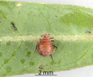 Mummified Oleander aphid, Aphis nerii (Hemiptera: Aphididae) on leaf of a Swan plant Gomphocarpus fruticosus (Apocynaceae). The aphid was killed by a parasitic wasp. Creator: Nicholas A. Martin. © Plant & Food Research. [Image: 2MW8]