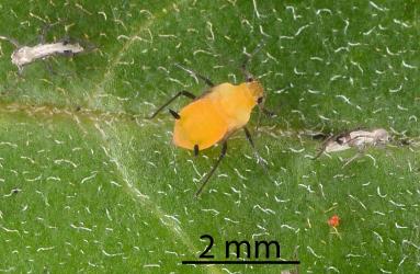 Nymph of Oleander aphid, Aphis nerii (Hemiptera: Aphididae) on leaf of a Swan plant Gomphocarpus fruticosus (Apocynaceae): note the dark wing buds. Creator: Nicholas A. Martin. © Plant & Food Research. [Image: 2MW9]