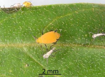 Wingless female Oleander aphid, Aphis nerii (Hemiptera: Aphididae) on leaf of a Swan plant Gomphocarpus fruticosus (Apocynaceae): note the moulted nymphal skins. Creator: Nicholas A. Martin. © Plant & Food Research. [Image: 2MWA]