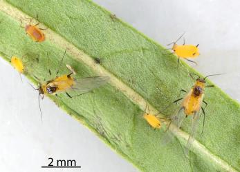 Winged adults and nymphs of Oleander aphids, Aphis nerii (Hemiptera: Aphididae) on leaf of a Swan plant Gomphocarpus fruticosus (Apocynaceae). Creator: Nicholas A. Martin. © Plant & Food Research. [Image: 2MWB]