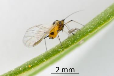 Winged Oleander aphid, Aphis nerii (Hemiptera: Aphididae) on leaf of a Swan plant Gomphocarpus fruticosus (Apocynaceae). Creator: Nicholas A. Martin. © Plant & Food Research. [Image: 2MWD]