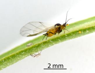 Side view of a winged Oleander aphid, Aphis nerii (Hemiptera: Aphididae) on leaf of a Swan plant Gomphocarpus fruticosus (Apocynaceae): note the rostrum extending from the head to the leaf surface. Creator: Nicholas A. Martin. © Plant & Food Research. [Image: 2MWE]