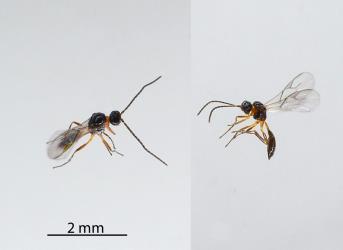 Two dead adult wasps (Hymenoptera) that emerged from mummified Oleander aphids, Aphis nerii (Hemiptera: Aphididae) on Swan plant Gomphocarpus fruticosus (Apocynaceae). Creator: Nicholas A. Martin. © Plant & Food Research. [Image: 2MWF]