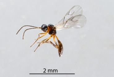 Dead adult wasps (Hymenoptera) that emerged from mummified Oleander aphids, Aphis nerii (Hemiptera: Aphididae) on Swan plant Gomphocarpus fruticosus (Apocynaceae). Creator: Nicholas A. Martin. © Plant & Food Research. [Image: 2MWG]