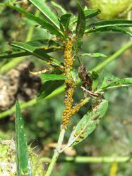 Colony of Oleander aphids, Aphis nerii (Hemiptera: Aphididae) on a Swan plant Gomphocarpus fruticosus (Apocynaceae). Creator: Nicholas A. Martin. © Nicholas A. Martin. [Image: 2MWH]