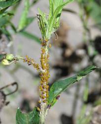 Colony of Oleander aphids, Aphis nerii (Hemiptera: Aphididae) on a Swan plant Gomphocarpus fruticosus (Apocynaceae). Creator: Nicholas A. Martin. © Nicholas A. Martin. [Image: 2MWI]