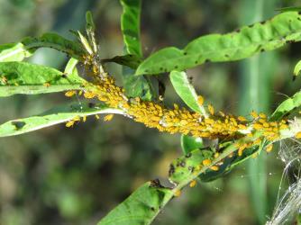 Colony of Oleander aphids, Aphis nerii (Hemiptera: Aphididae) on a Swan plant Gomphocarpus fruticosus (Apocynaceae). Creator: Nicholas A. Martin. © Nicholas A. Martin. [Image: 2MWK]