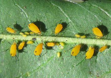 Adult wingless females and nymphs of Oleander aphids, Aphis nerii (Hemiptera: Aphididae) on a leaf of a Swan plant Gomphocarpus fruticosus (Apocynaceae). Creator: Nicholas A. Martin. © Nicholas A. Martin. [Image: 2MWL]