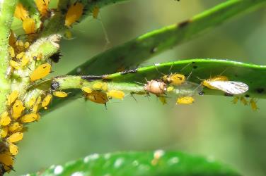 Colony of Oleander aphids, Aphis nerii (Hemiptera: Aphididae) on leaf of a Swan plant Gomphocarpus fruticosus (Apocynaceae): note that near the two winged adult females is a brown mummified aphid that was killed by a parasitic wasp. Creator: Nicholas A. Martin. © Nicholas A. Martin. [Image: 2MWM]