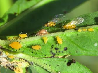 Winged and wingless adult females and nymphs of Oleander aphids, Aphis nerii (Hemiptera: Aphididae) on a leaf of a Swan plant Gomphocarpus fruticosus (Apocynaceae). Creator: Nicholas A. Martin. © Nicholas A. Martin. [Image: 2MWN]